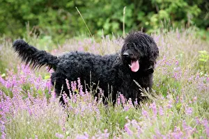 Labradoodles: Black labradoodle standing in field