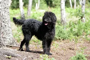Labradoodles: Black labradoodle - in woodland