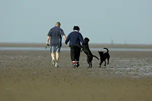 Exercising: Black Labrador - 2 dogs and their owners walking on mudflats