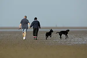 Exercising: Black Labrador - 2 dogs and their owners walking on mudflats