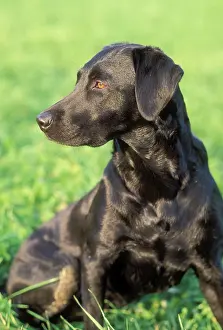 James Marchington: BLACK LABRADOR DOG