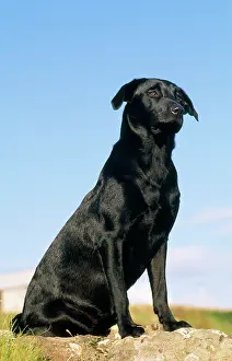 James Marchington: Black Labrador Dog