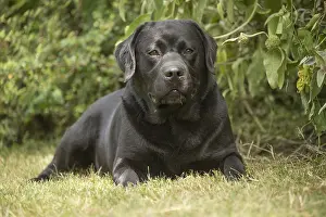 121018: Black Labrador dog outside