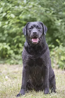 121018: Black Labrador dog outside