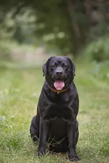 121018: Black Labrador dog outside