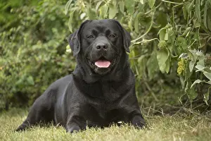 121018: Black Labrador dog outside