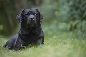 121018: Black Labrador dog outside