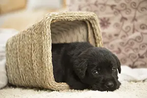 Upset: Black Labrador Dog, puppy