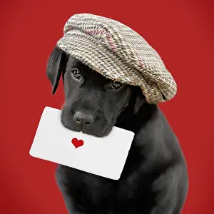 040718: Black Labrador Dog, puppy wearing a cap holding