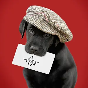 161118: Black Labrador Dog, puppy wearing a cap holding