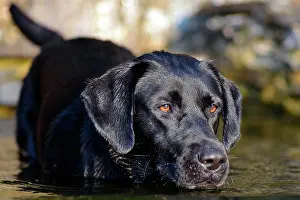 Glancing: Black Labrador dog standing in the water