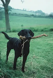Stick: BLACK LABRADOR DOG - with stick in mouth