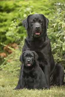 121018: Black Labrador dogs outside