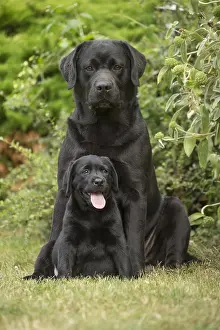 121018: Black Labrador dogs outside
