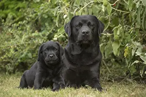 121018: Black Labrador dogs outside