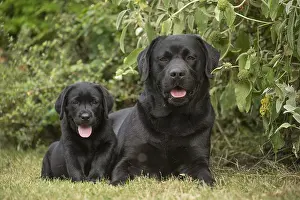 121018: Black Labrador dogs outside