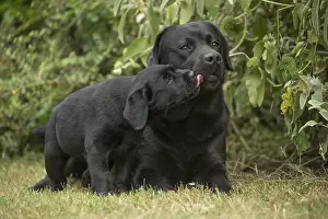 Fathers: Black Labrador dogs outside