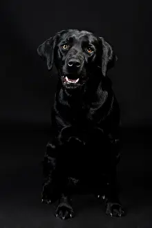 Internal: Black Labrador Retriever