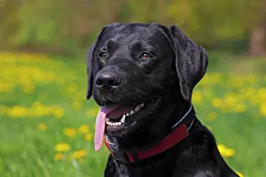 300517: Black Labrador Retriever (Canis lupus familiaris)