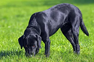300517: Black Labrador Retriever dog, male, sniffing the