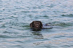 Schwarzer: Black Labrador Retriever, dog, swimming Schwarzer
