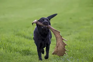 Pedigreed: Black Labrador Retriever - fetching shed antler