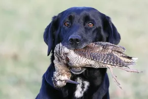 Returning: Black Labrador retriever with game (Woodcok) GB