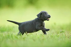 Explore: Black Labrador Retriever, pup running on a meadow