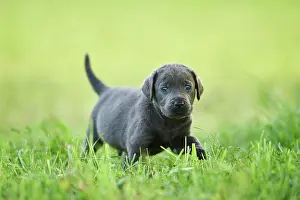 Explore: Black Labrador Retriever, pup walking on a meadow