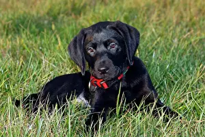 Singly: Black Labrador Retriever puppy, 10 weeks, male