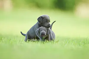 Phot: Black Labrador Retriever, pups playing on a meadow