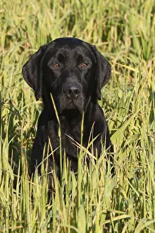 Countryfields: Black Labrador retriever sitting in a field GB