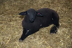 Bred: Black Lamb in winter stall