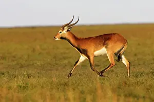 Lechwes: Black Lechwe