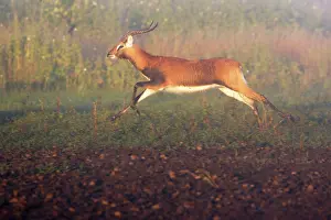 Lechwes: Black Lechwe