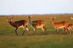 Lechwes: Black Lechwe