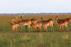 Lechwes: Black Lechwe