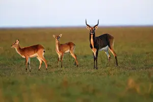 Lechwes: Black Lechwe