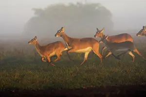 Lechwes: Black Lechwe