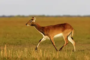 Lechwes: Black Lechwe