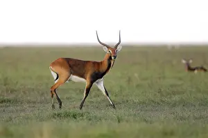 Lechwes: Black Lechwe