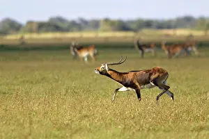 Lechwes: Black Lechwe