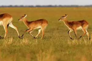 Lechwes: Black Lechwe