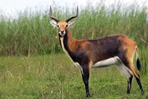 Lechwes: Black Lechwe