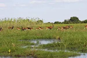 Lechwes: Black Lechwe