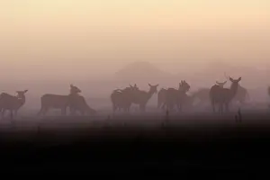 Lechwes: Black Lechwe