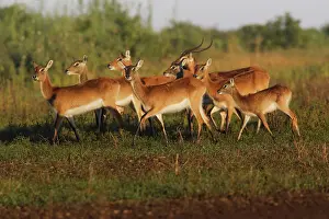 Lechwes: Black Lechwe