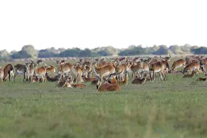 Lechwes: Black Lechwe