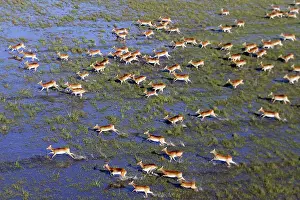 Lechwes: Black Lechwe
