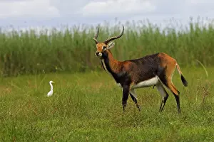 Lechwes: Black Lechwe